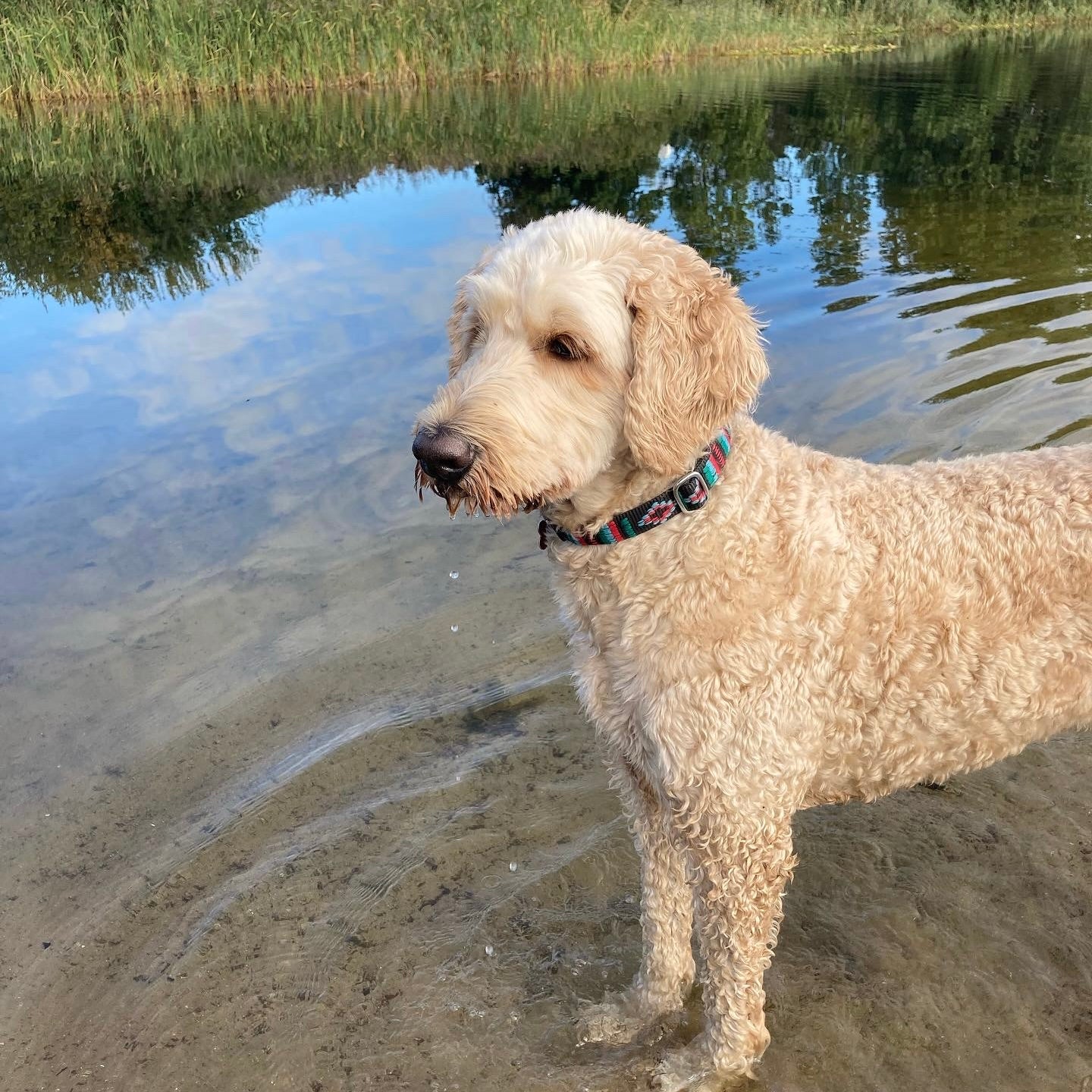 a white/beige LabraDoodle standing in a shallow lake, wearing a DogTools collar in the color Stitch black (black fabric with print in 3 colors, red, light blue and green)