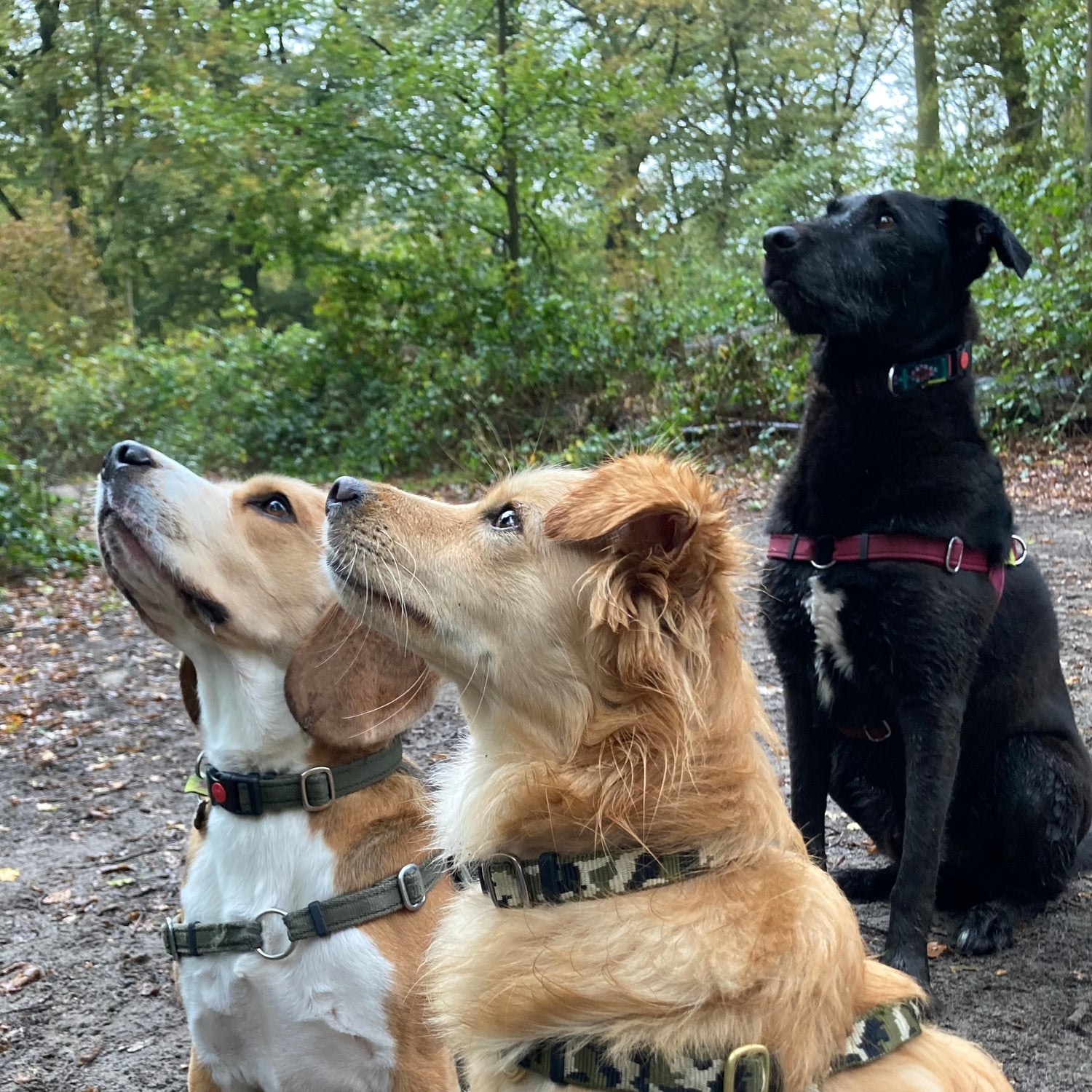3 dogs with DogTools collar and harness on, all looking at the same direction