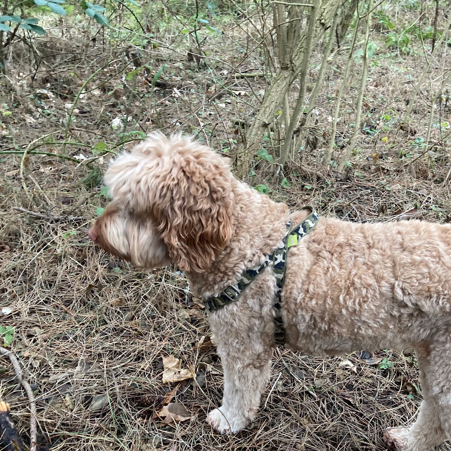 beige Labradoodle shown from the side, wearing an army green harness