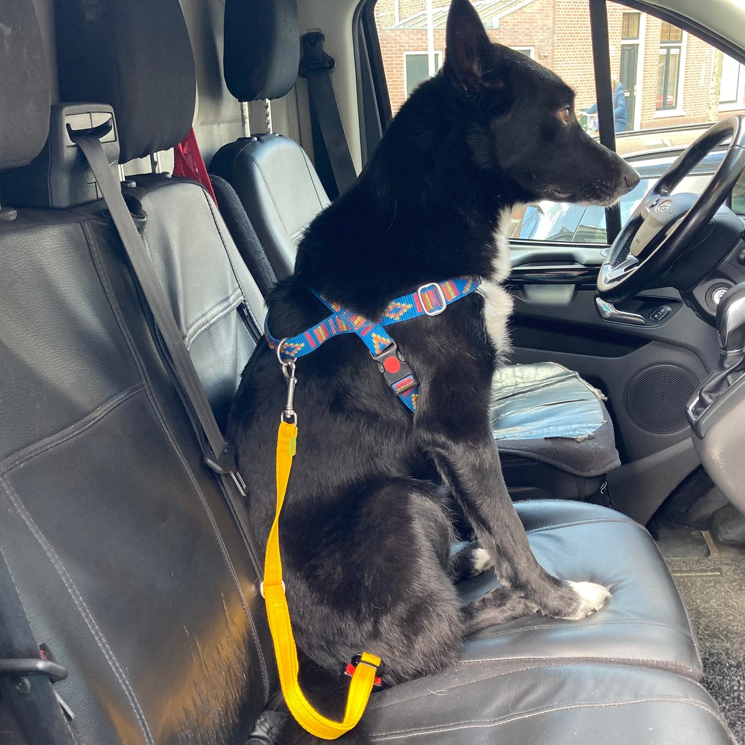 bordercollie mix dog sitting on passengers seat of a car wearing a Stitch Blue harness with a yellow car safety belt attached to it