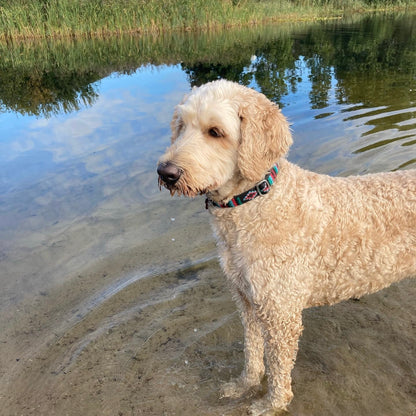 a white/beige LabraDoodle standing in a shallow lake, wearing a DogTools collar in the color Stitch black (black fabric with print in 3 colors, red, light blue and green)