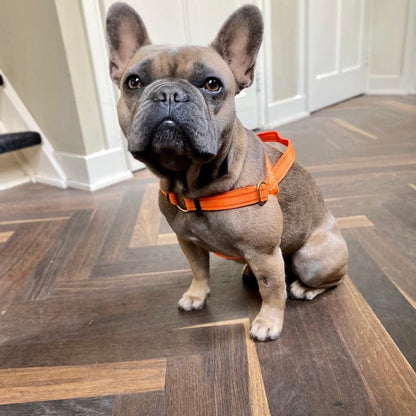 No pull Hunde Geschirr