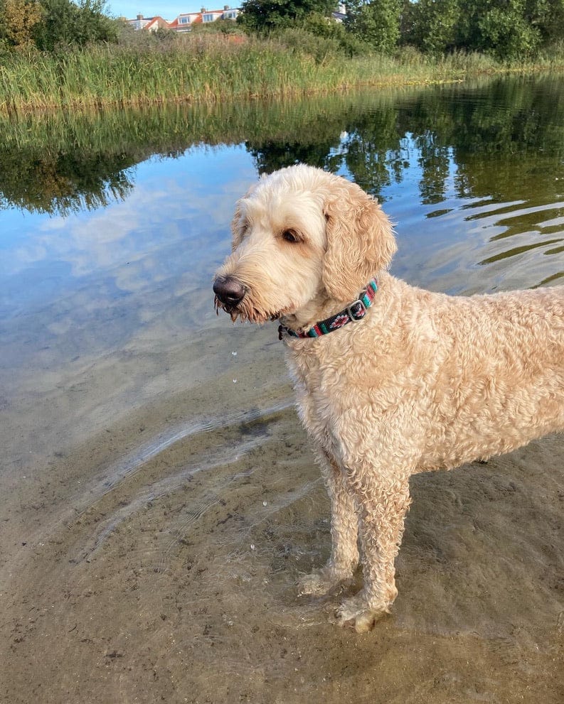 DogTools_Halsbandhulle_fur_Flohhalsbander