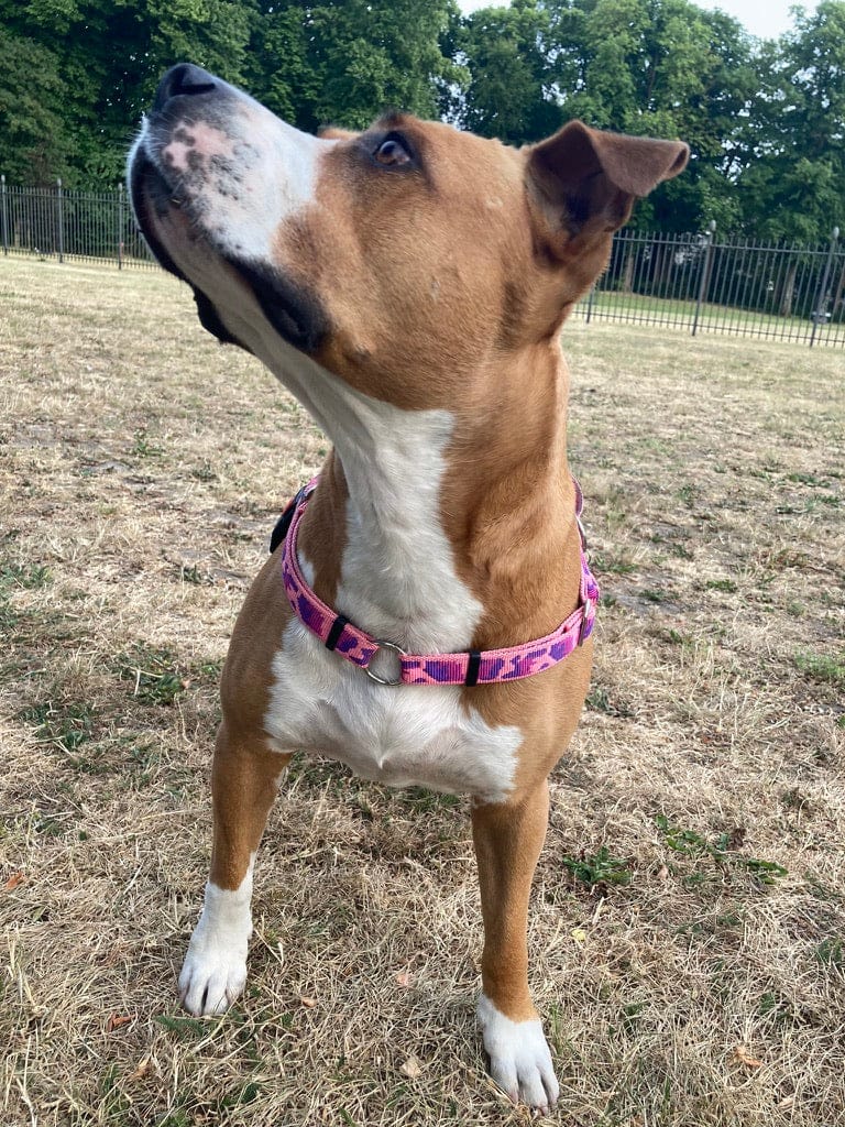 No pull Hunde Geschirr