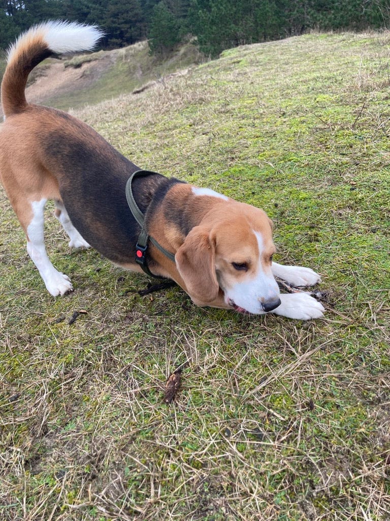 No pull Hunde Geschirr