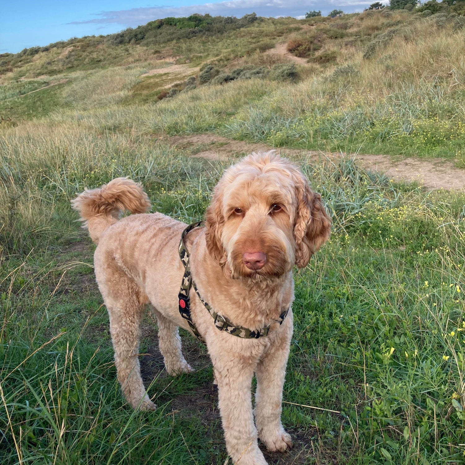 DogTools Hunde Anti Zug Geschirr