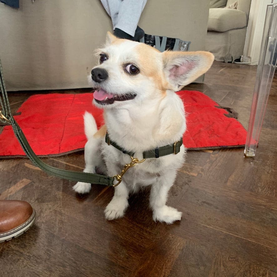 Schmale, multifunktionale Leine, Vielseitig und verstellbar