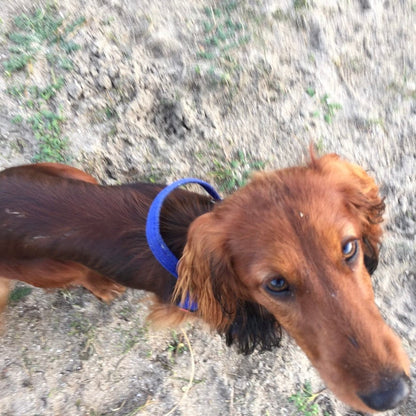 No pull Hunde Geschirr