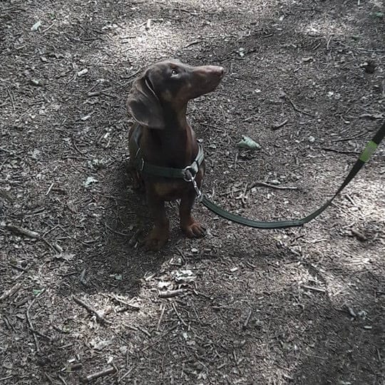 Schmale, multifunktionale Leine, Vielseitig und verstellbar