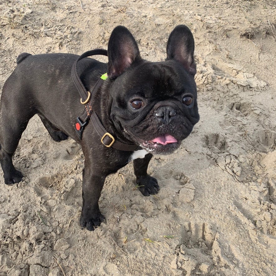 No pull Hunde Geschirr