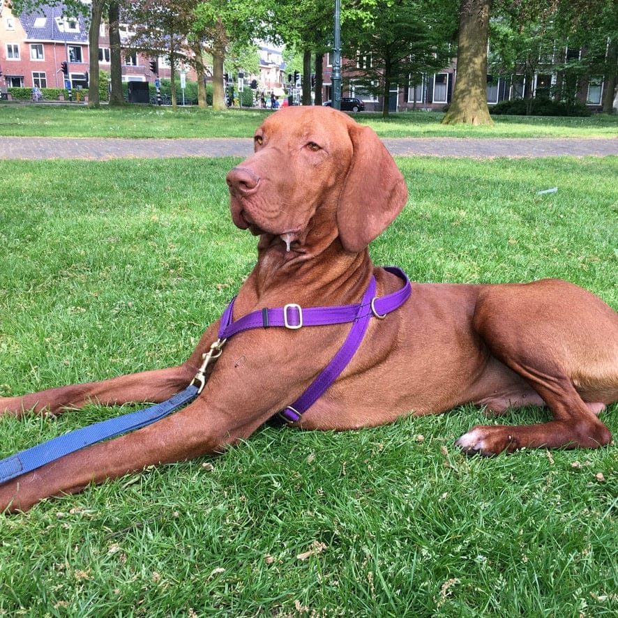 No pull Hunde Geschirr