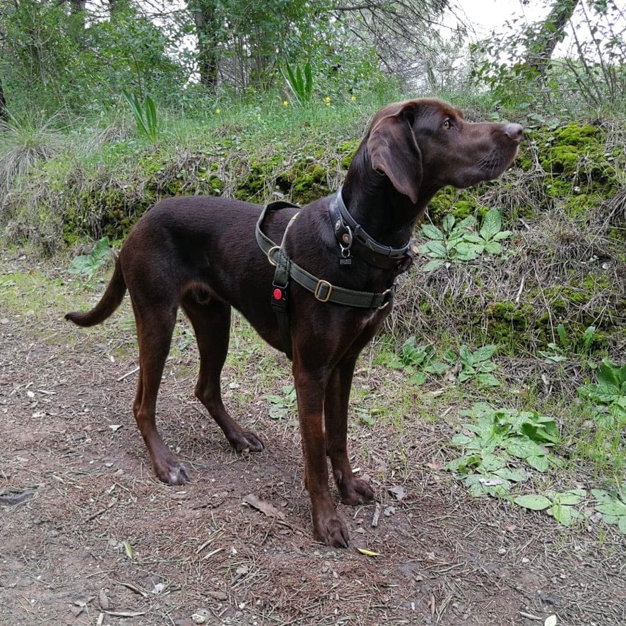 No pull Hunde Geschirr