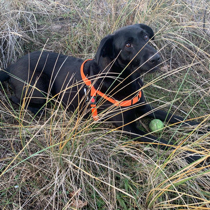 Schwarzer Labrador, der im Gras liegt und ein oranges DogTools Geschirr trägt