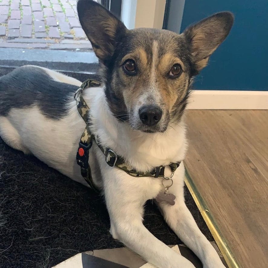 No pull Hunde Geschirr