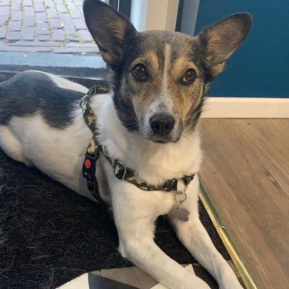 No pull Hunde Geschirr