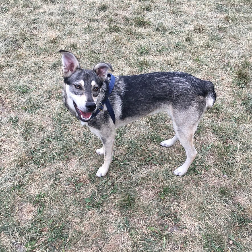 No pull Hunde Geschirr