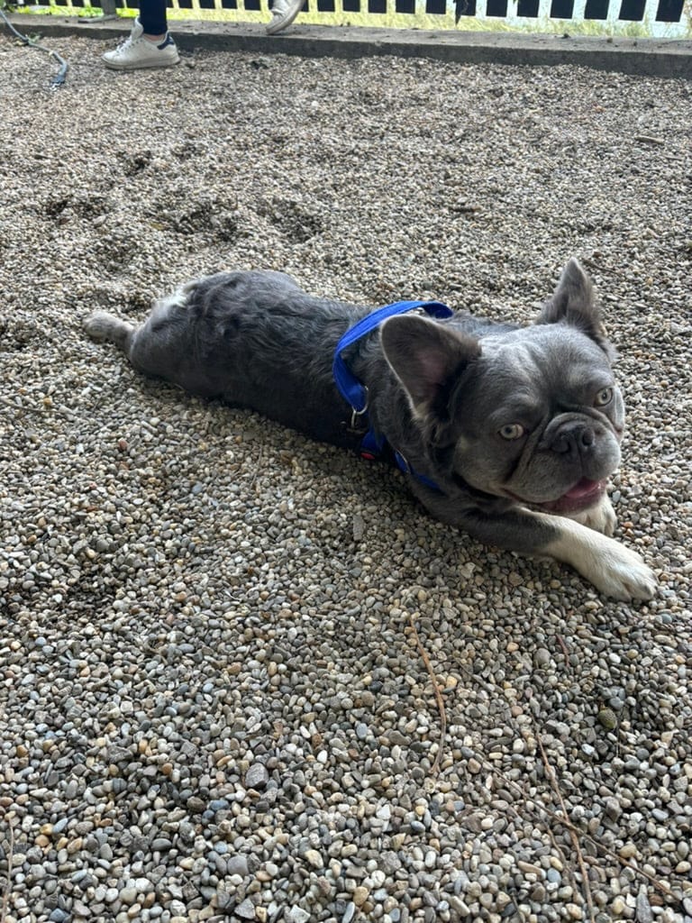 No pull Hunde Geschirr