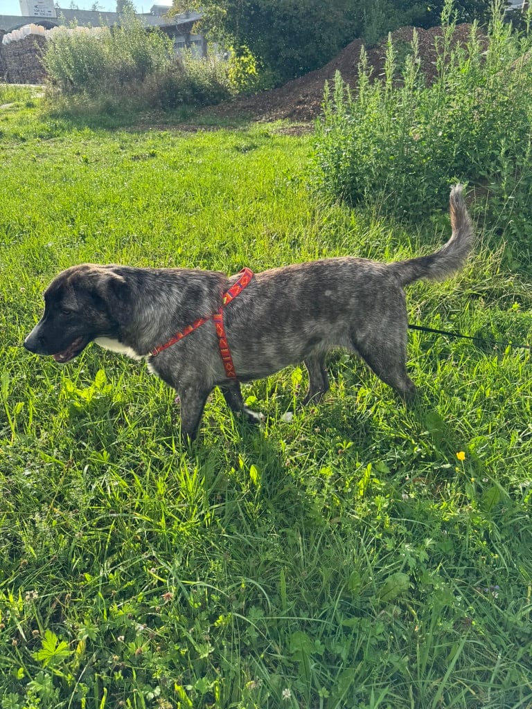 No pull Hunde Geschirr