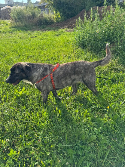 No pull Hunde Geschirr