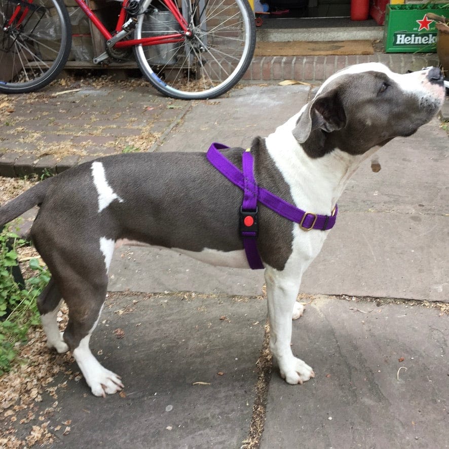 No pull Hunde Geschirr