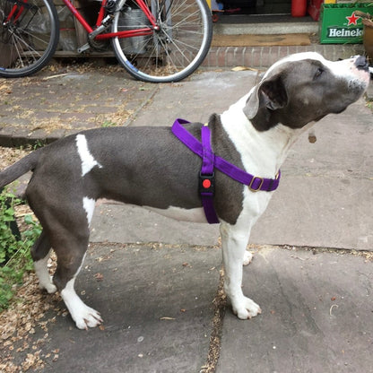 No pull Hunde Geschirr