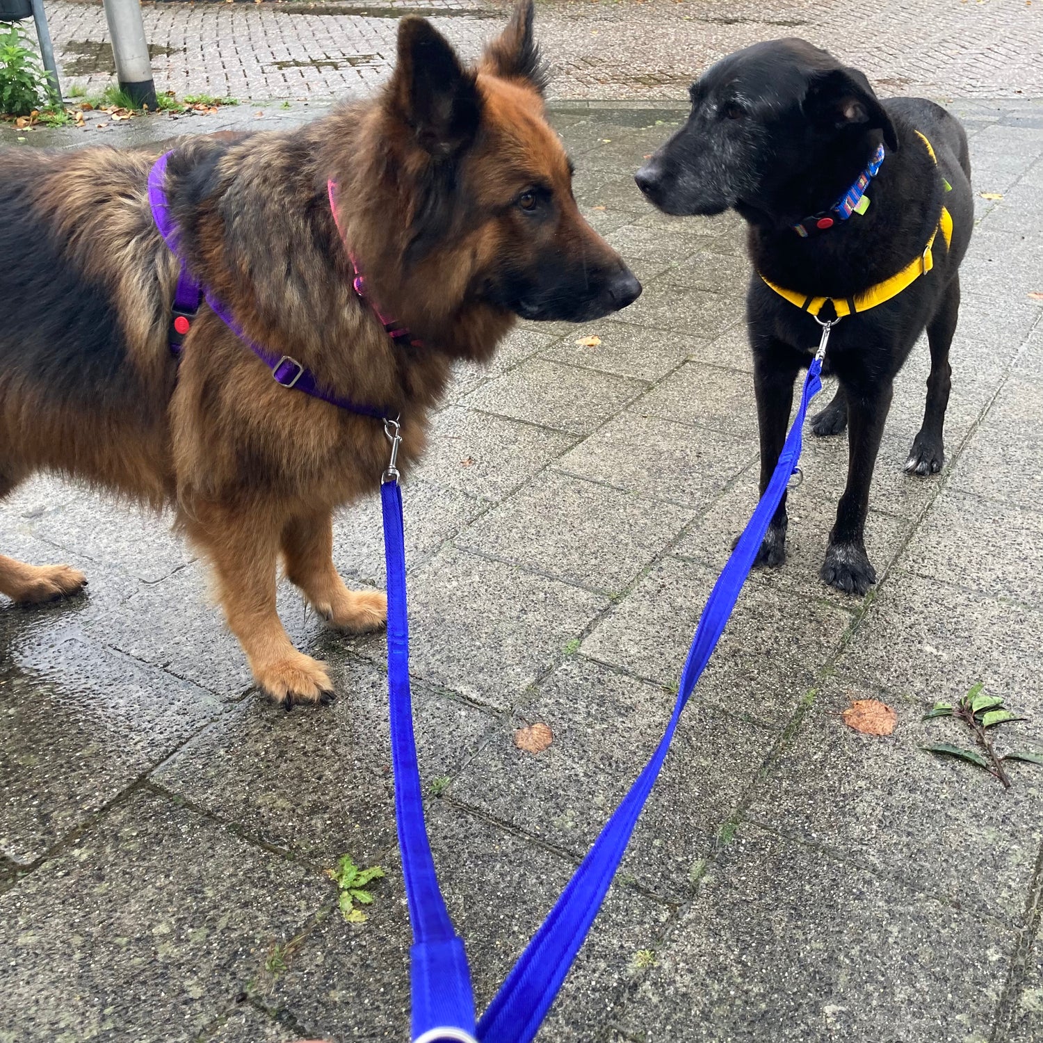 dogtools leine in blau