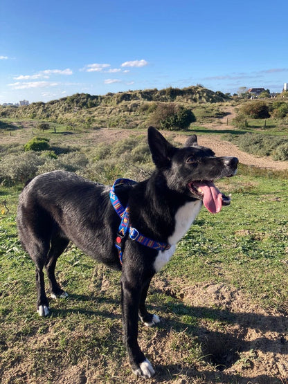 No pull Hunde Geschirr