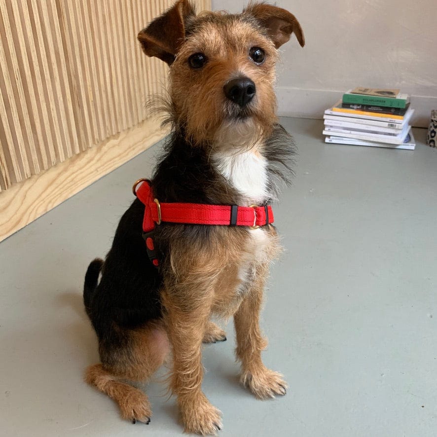 No pull Hunde Geschirr