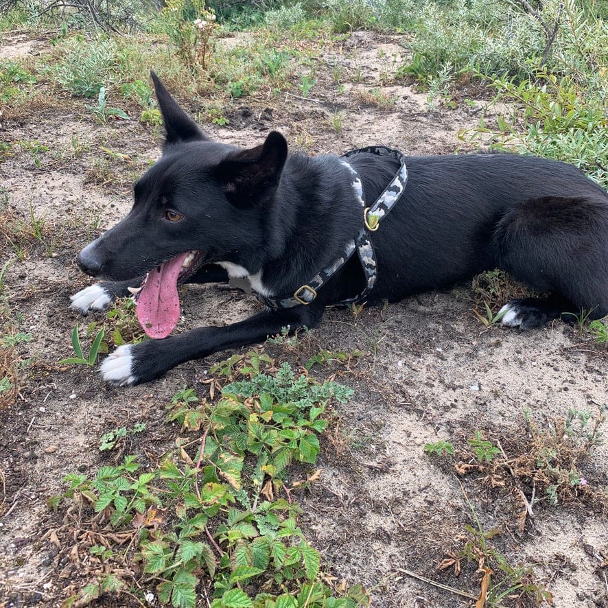 No pull Hunde Geschirr