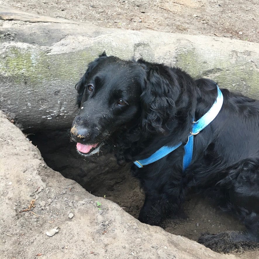 No pull Hunde Geschirr