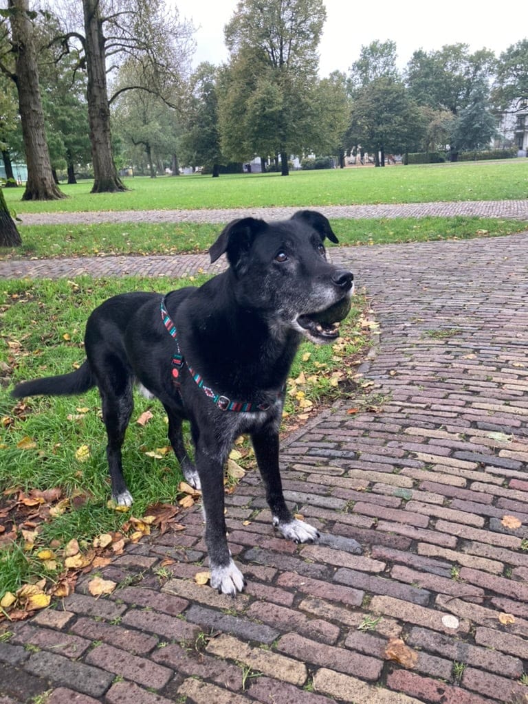 No pull Hunde Geschirr