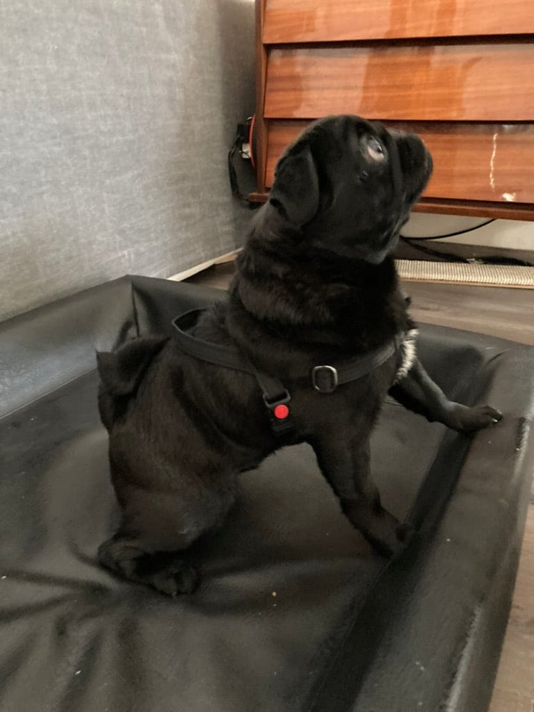 No pull Hunde Geschirr