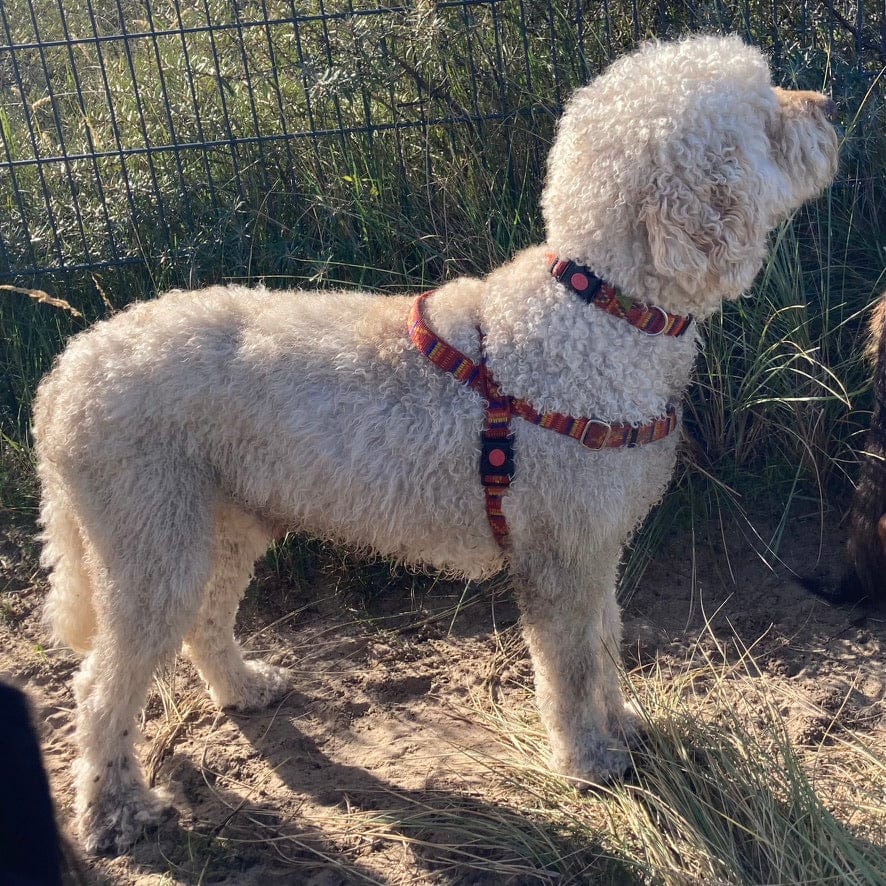 DogTools_Halsbandhulle_fur_Flohhalsbander