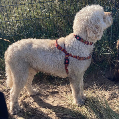 DogTools_Halsbandhulle_fur_Flohhalsbander