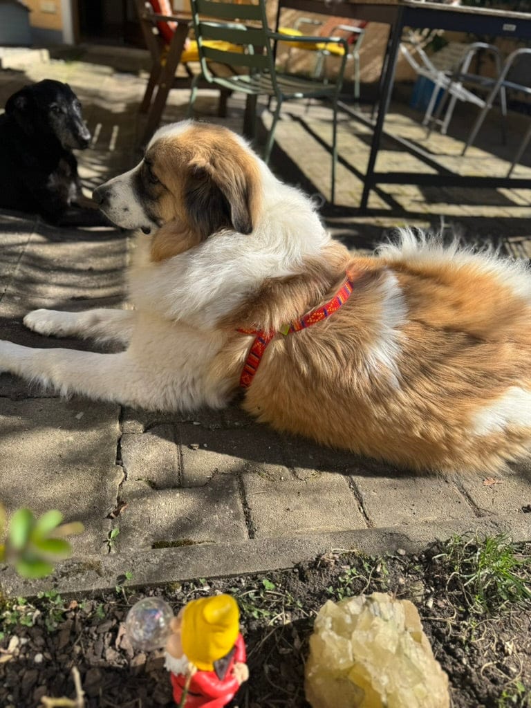 No pull Hunde Geschirr