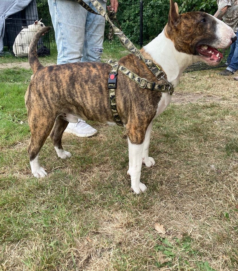 No pull Hunde Geschirr