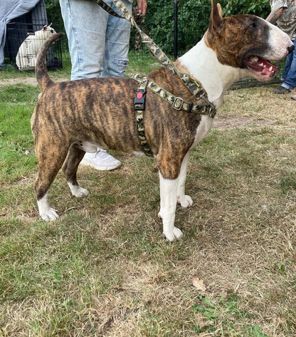 No pull Hunde Geschirr