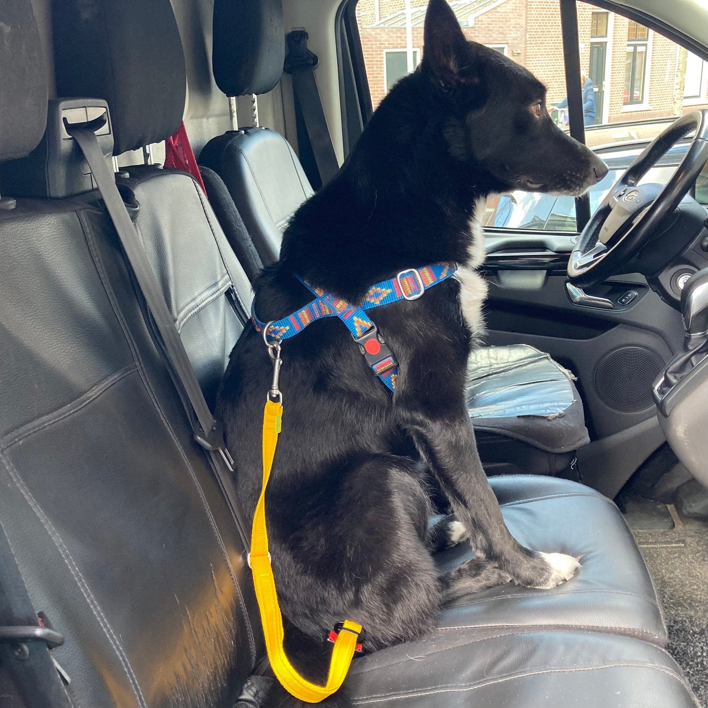 Border-Collie-Mix sitzt auf dem Beifahrersitz eines Autos und trägt ein Stitch Blau Geschirr mit einem gelben Autosicherheitsgurt daran befestigt