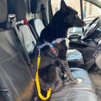 Border-Collie-Mix sitzt auf dem Beifahrersitz eines Autos und trägt ein Stitch Blau Geschirr mit einem gelben Autosicherheitsgurt daran befestigt