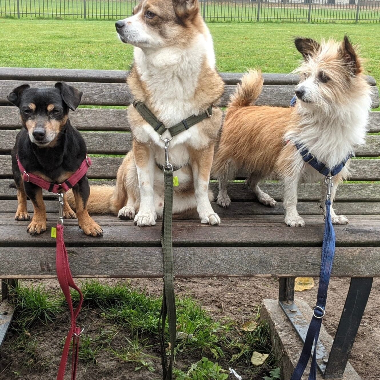 Drei kleine Hunde auf einer Bank mit unseren Leinen