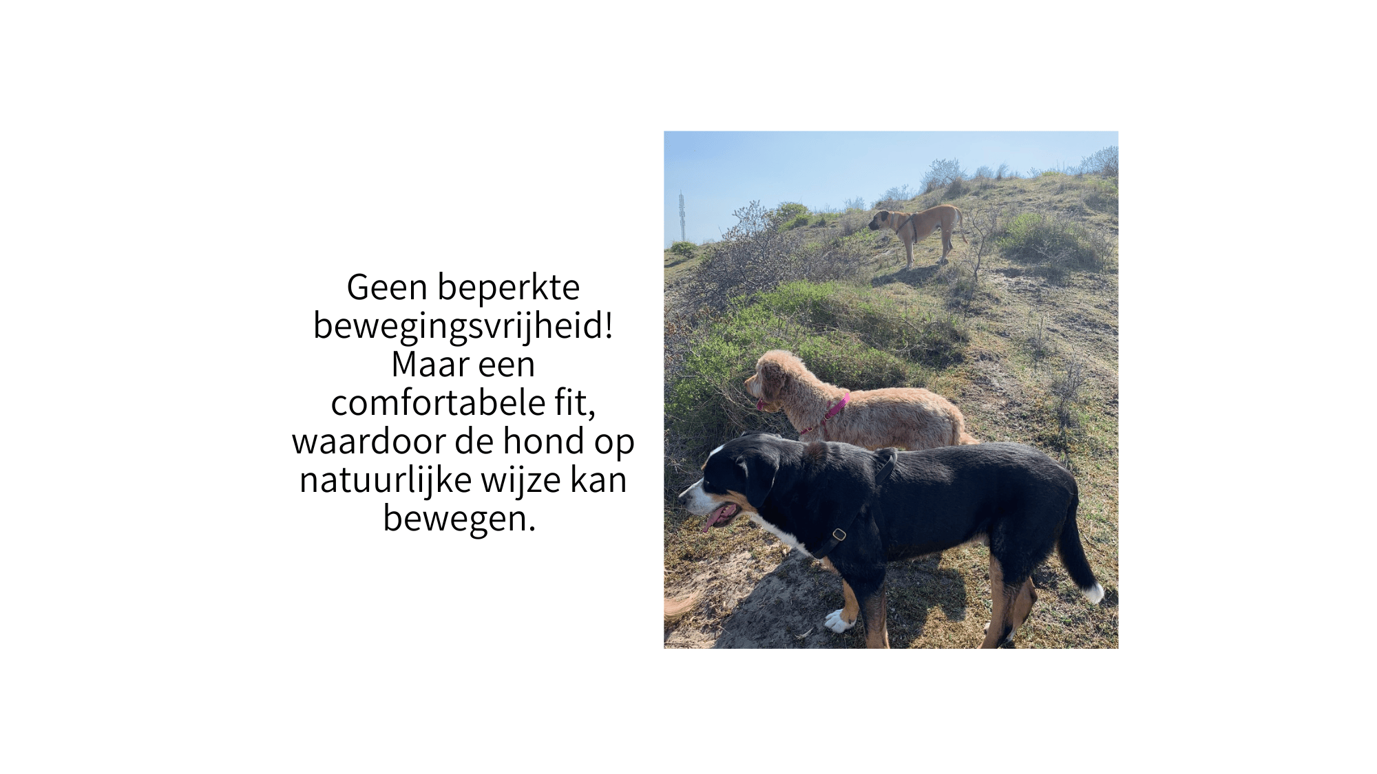 drie grote honden op een rij met dogtools tuigje