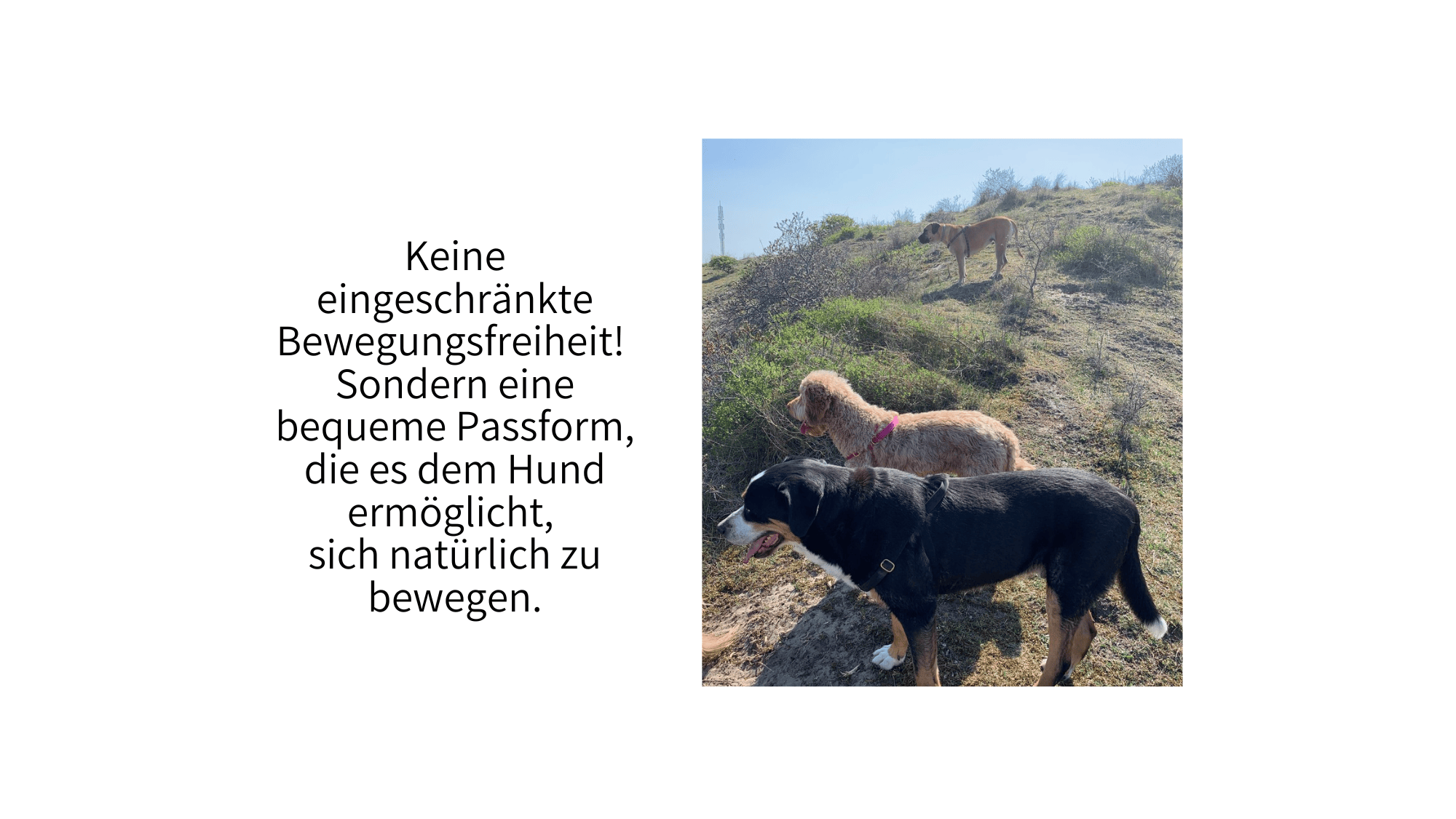 Drei große Hunde in einer Reihe, alle mit DogTools Geschirren