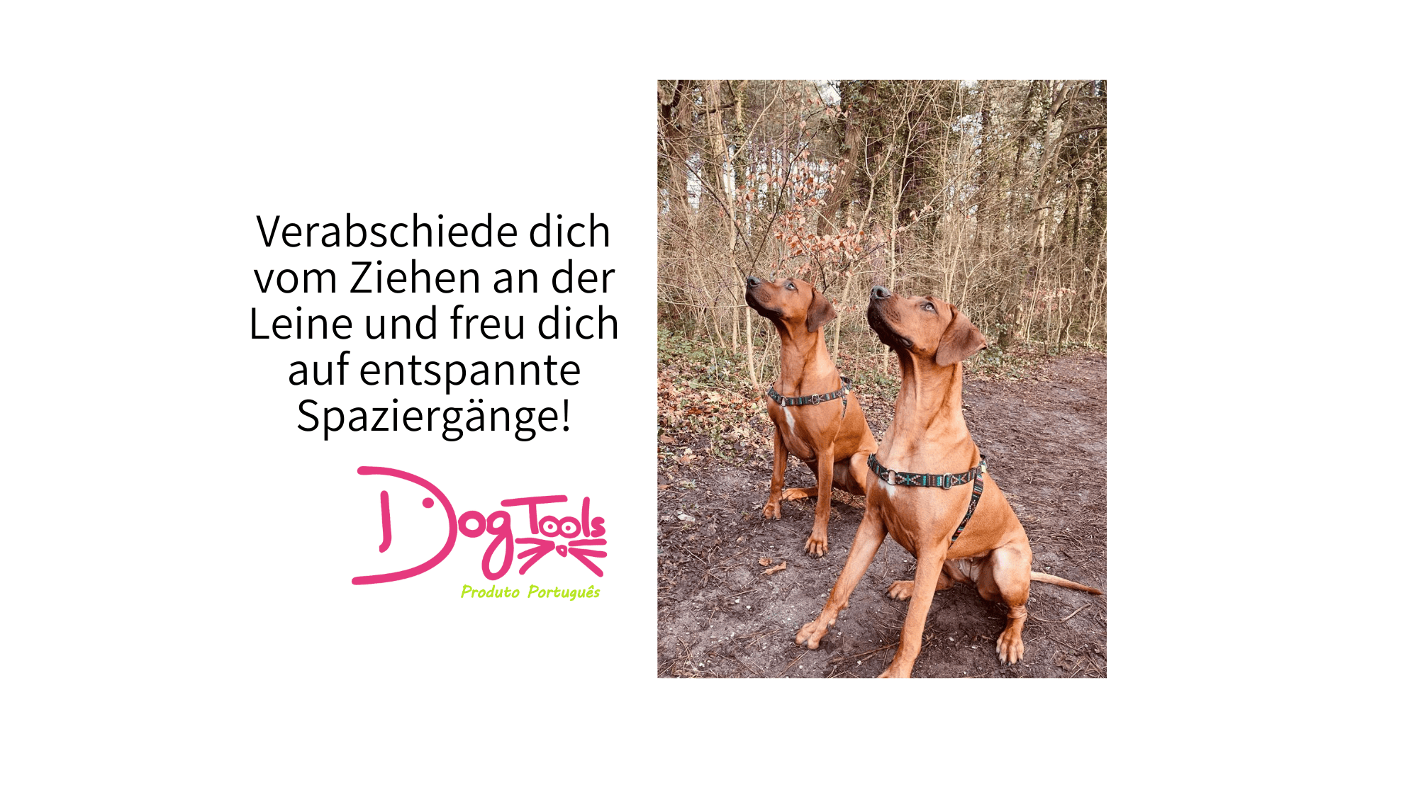 Zwei Ridgebacks mit DogTools Geschirr in Stitch schwarz