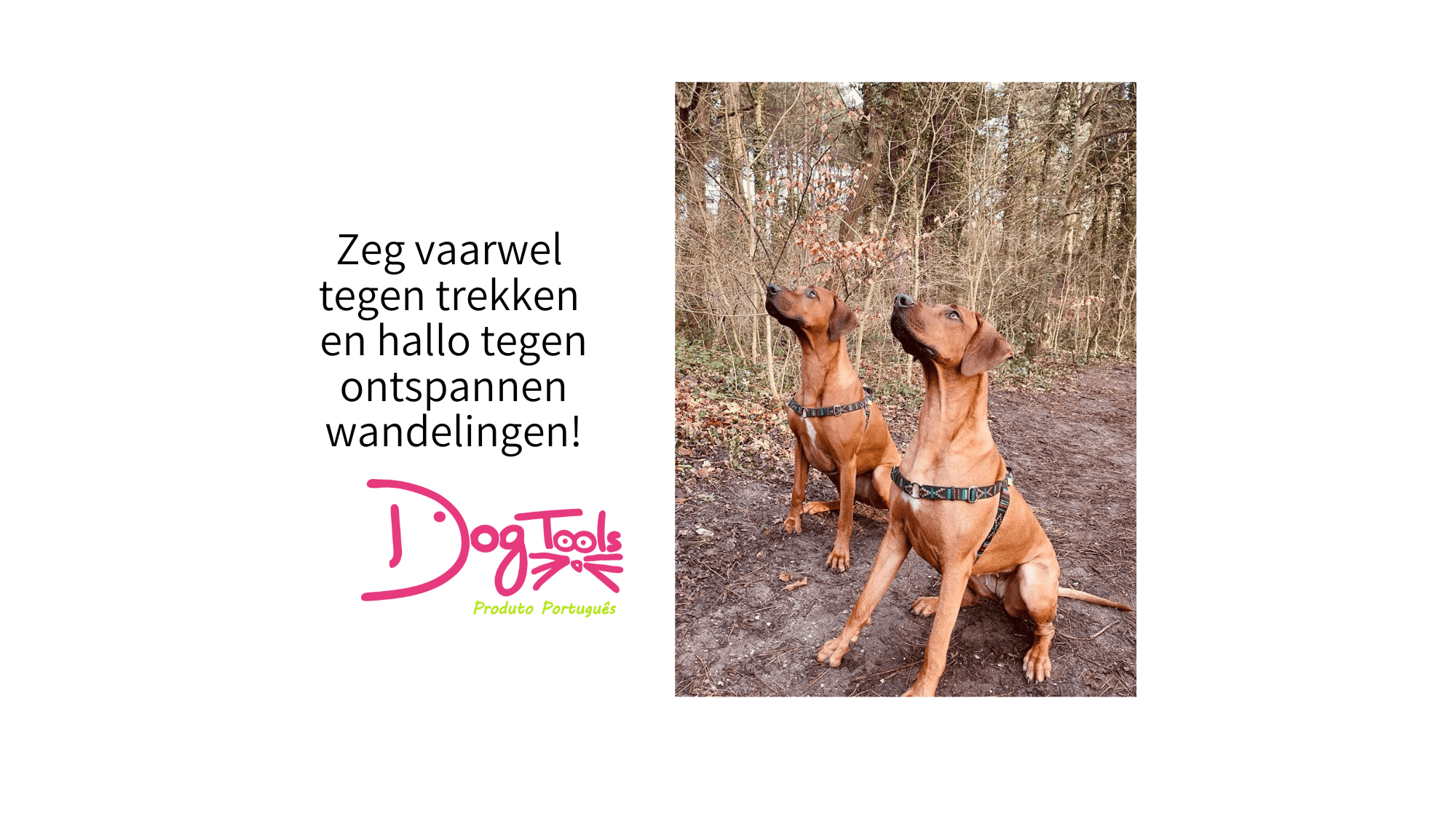 twee ridgeback honden met tuigjes in stitch zwart