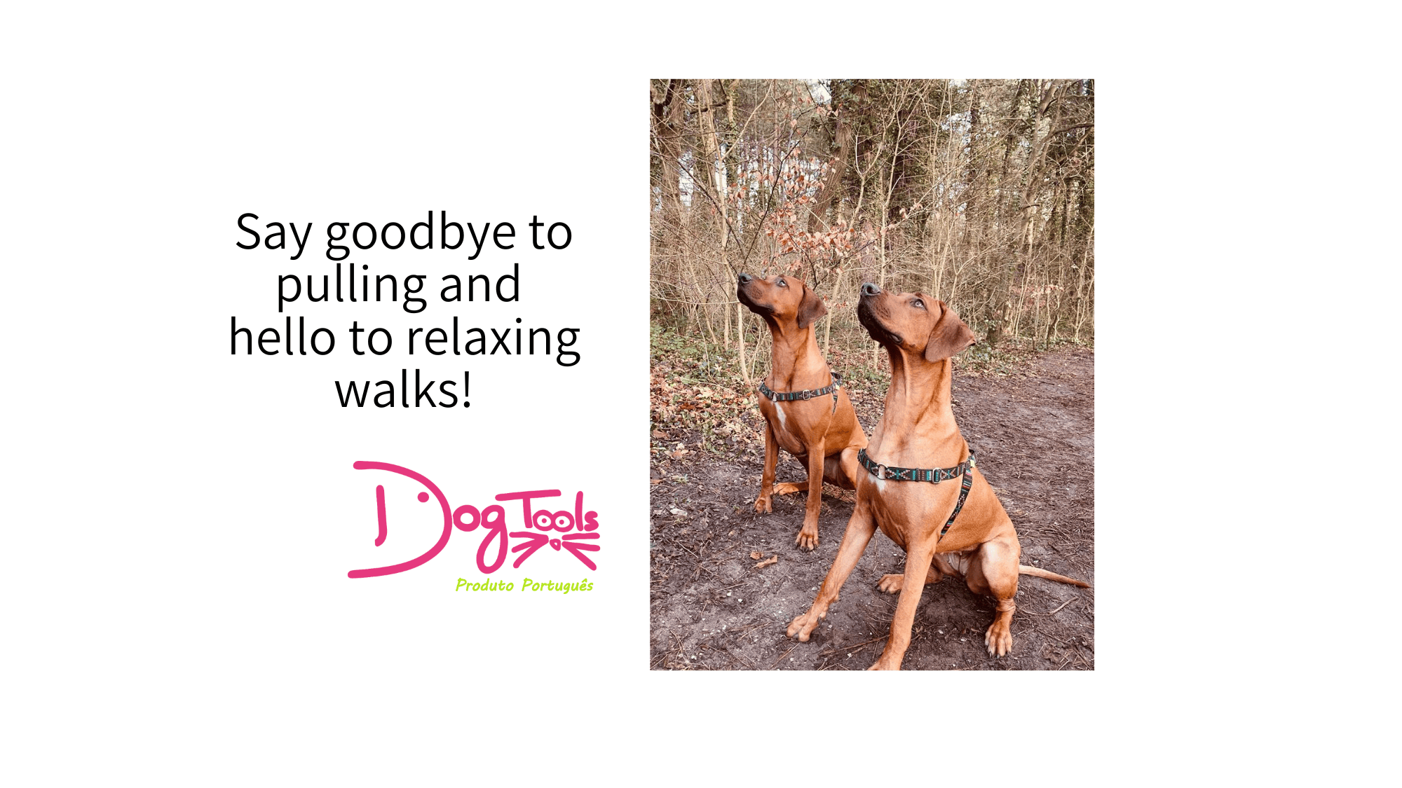 two ridgeback dogs with DogTools harness in stitch black
