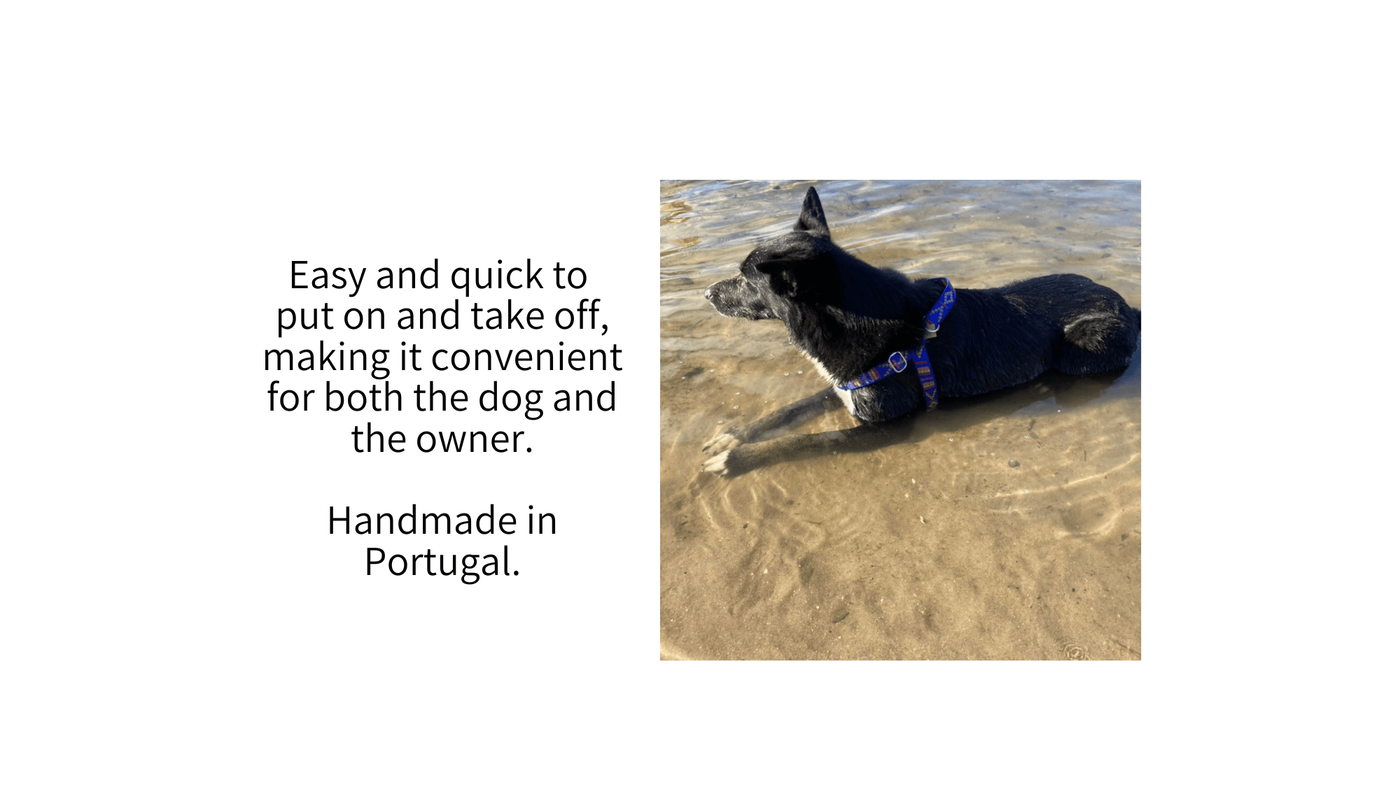 dog laying in water wearing harness stitch blue