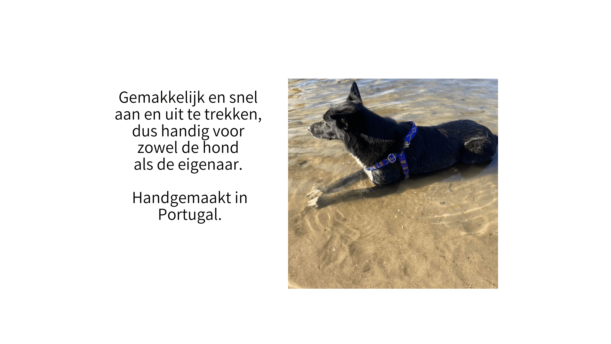 hond met tuigje in stitch blauw liggend in het water